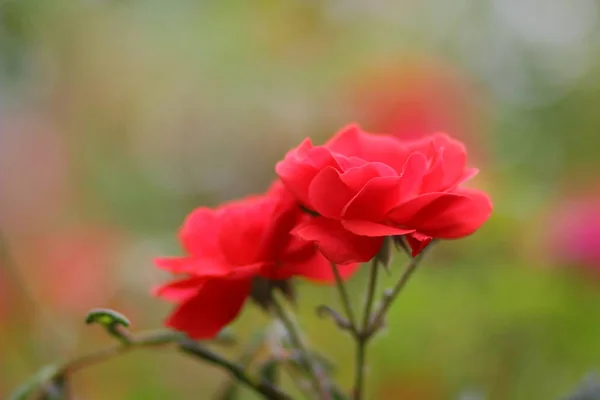 Walentynki Czerwone Róże Marca Karty Pozdrowieniami Kwiatami Wakacje Naturalnego Tła — Zdjęcie stockowe