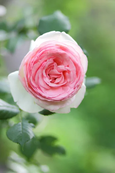 День Святого Валентина Розовые Розы Марта Поздравительная Открытка Цветами Праздник — стоковое фото
