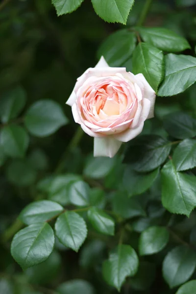 Valentinstag Rosa Rosen März Grußkarte Mit Blumen Urlaub Natürlicher Hintergrund — Stockfoto