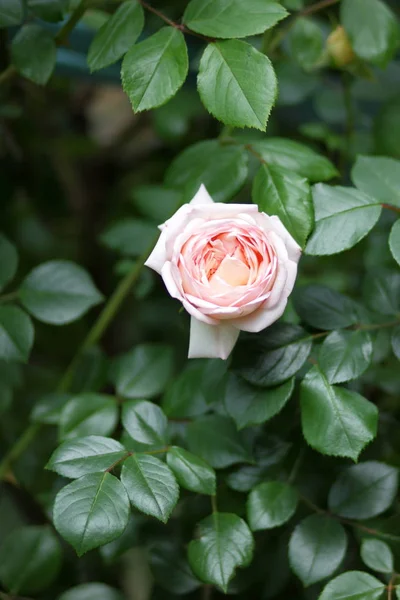 Valentinstag Rosa Rosen März Grußkarte Mit Blumen Urlaub Natürlicher Hintergrund — Stockfoto