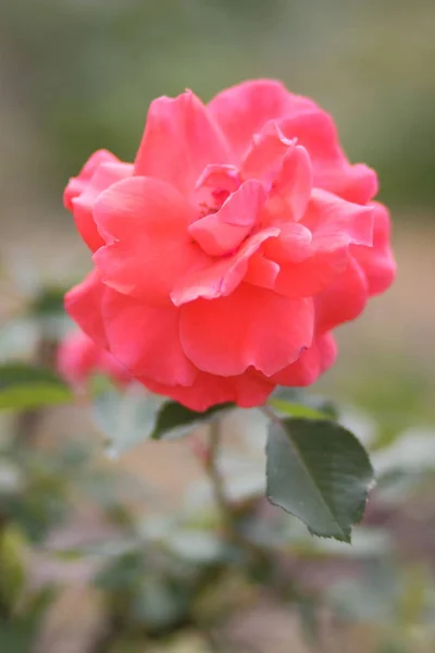 San Valentín Rosas Rosadas Marzo Tarjeta Felicitación Con Flores Vacaciones — Foto de Stock