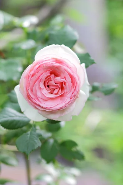 День Святого Валентина Розовые Розы Марта Поздравительная Открытка Цветами Праздник — стоковое фото