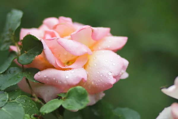 San Valentín Rosas Rosadas Marzo Tarjeta Felicitación Con Flores Vacaciones —  Fotos de Stock