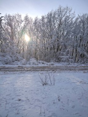 Kar, Rus kış, Güneş ve kar, kış görünümü, ağaçlarda çözülme, ormandaki ağaçlar karla kaplı ıslak
