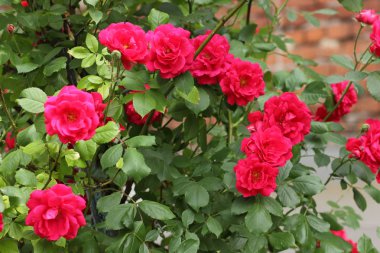 Kırmızı güller, Sevgililer günü, hediye, 8 Mart kadın rüyada kırmızı gül buketi çiçek çiçekler botanik bahçesinde Bahar