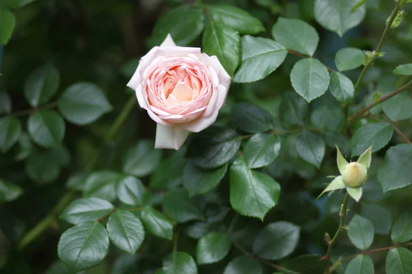 Rosa Rosen Blumen Zum Valentinstag Ein Geschenk Ein Strauß Rosa — Stockfoto