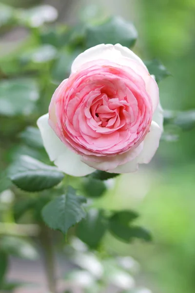 Rosas Rosadas Flores Para Día San Valentín Regalo Ramo Rosas —  Fotos de Stock