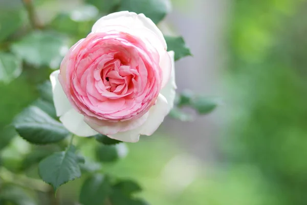 Rosas Rosadas Flores Para Día San Valentín Regalo Ramo Rosas —  Fotos de Stock