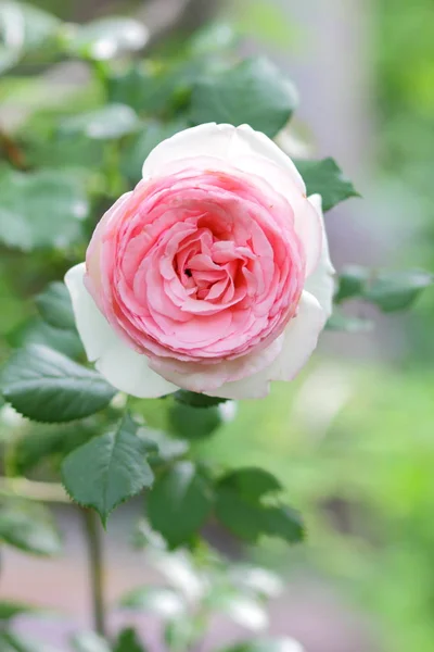 Розовые Розы Цветы Дню Святого Валентина Подарок Букет Розовых Роз — стоковое фото