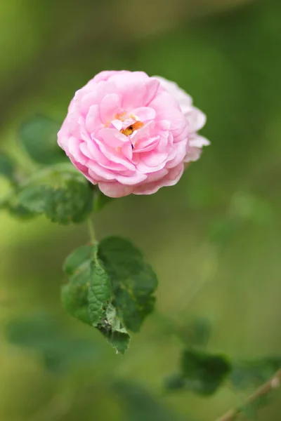 Rose Rosa Fiori San Valentino Regalo Mazzo Rose Rosa Marzo — Foto Stock