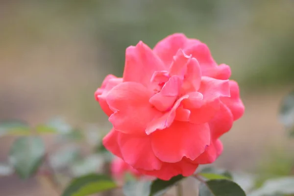 Ροζ Τριαντάφυλλα Λουλούδια Για Την Ημέρα Του Αγίου Βαλεντίνου Ένα — Φωτογραφία Αρχείου