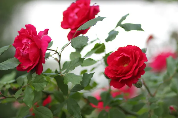 Czerwone Róże Kwiaty Walentynki Prezent Bukiet Czerwonych Róż Marca Kobiece — Zdjęcie stockowe