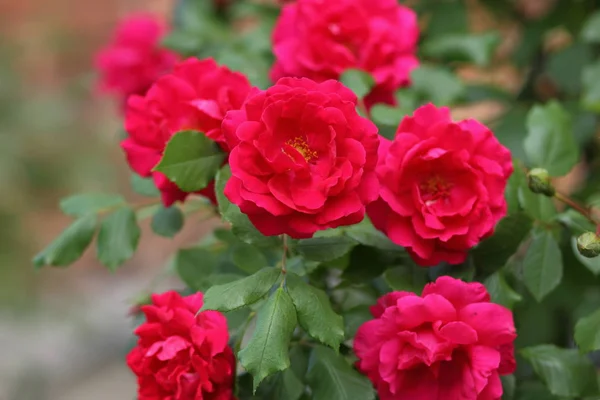 Rote Rosen Blumen Zum Valentinstag Ein Geschenk Ein Strauß Roter — Stockfoto