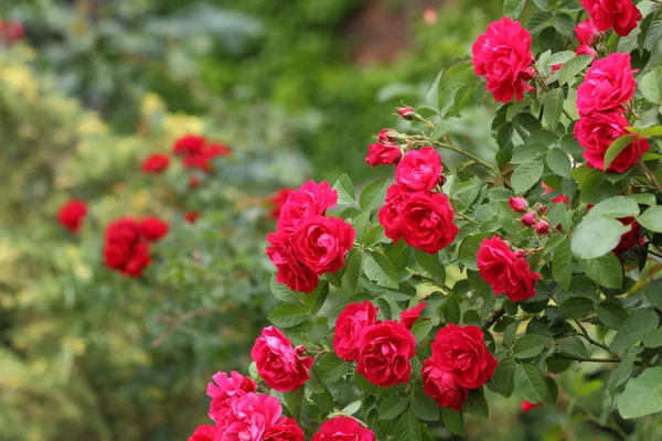 Rosas Rojas Flores Para Día San Valentín Regalo Ramo Rosas —  Fotos de Stock