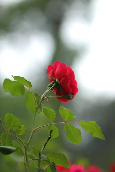 Κόκκινα Τριαντάφυλλα Λουλούδια Για Την Ημέρα Του Αγίου Βαλεντίνου Ένα — Φωτογραφία Αρχείου
