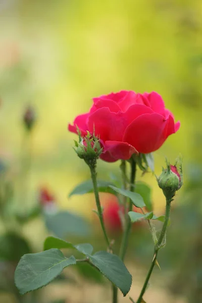 Rosas Rojas Flores Para Día San Valentín Regalo Ramo Rosas — Foto de Stock