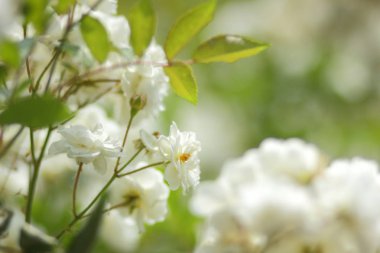 8 Mart beyaz çiçekler, bahar botanik bahçesinde bir kartpostal bir tatil için boş bir buket çiçek sevgili bir kadın, bir çiçek deseni, güzel çiçek Bahçe, Minimalizm, pop art buket çiçekler