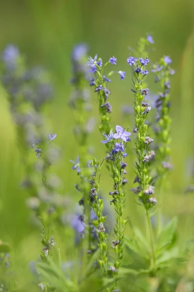 Flores Azules Marzo Flores Primavera Jardín Botánico Blanco Para Una — Foto de Stock