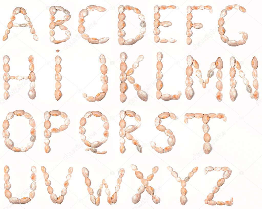 Alphabet, English, school education, seashell alphabet, isolated, seashells on white background, English letters for designer, minimalist alphabet, pop art