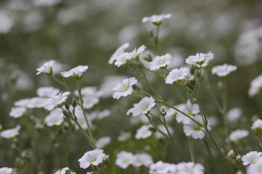 Beyaz çiçekler, çiçek deseni, tasarımcı, Botanik Bahçesi yaz aylarında, kartpostal, retro tarzı, birçok küçük çiçekler, pop art doku için park, beyaz kır çiçekleri çiçek açan bir çayırda için boş