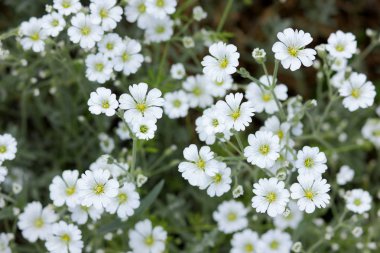 Beyaz çiçekler, çiçek deseni, tasarımcı, Botanik Bahçesi yaz aylarında, kartpostal, retro tarzı, birçok küçük çiçekler, pop art doku için park, beyaz kır çiçekleri çiçek açan bir çayırda için boş