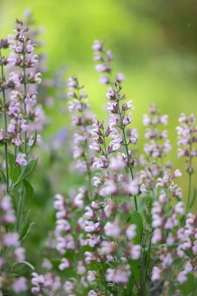 Flores Púrpuras Patrón Flores Blanco Para Diseñador Jardín Botánico Verano — Foto de Stock