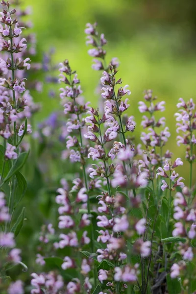 Flores Púrpuras Patrón Flores Blanco Para Diseñador Jardín Botánico Verano — Foto de Stock