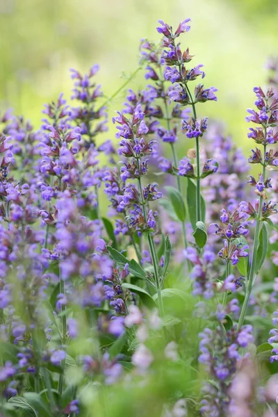 Flores Púrpuras Patrón Flores Blanco Para Diseñador Jardín Botánico Verano — Foto de Stock