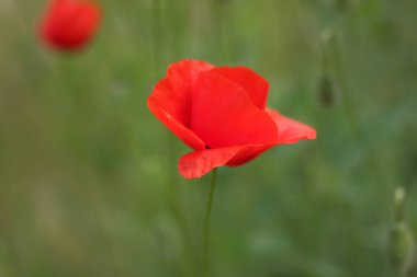 Pembe çiçekler, çiçek deseni, tasarımcı, Botanik Bahçesi yaz aylarında, parkta blooming bir çayırda, kartpostal, retro tarzı, birçok küçük çiçek, pembe çiçekler için boş renk pembe