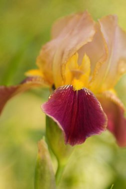 Bahar çiçek, sarı süsen Bahçe, Bordo çiçek yeşil bir arka planda, minimalist tarzda, tasarımcı, güzel çiçekler için boş alanı Kopyala