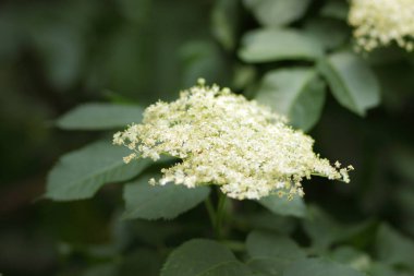 Büyük, yeşil fox bir Botanik Bahçesi, çiçekli yaşlı, şifalı durum tespiti, sağlık, beyaz küçük çiçekler üzerinde yeşil bir arka plan kopya alanı, bir Bush, beyaz çiçekler içinde bahçe bahar