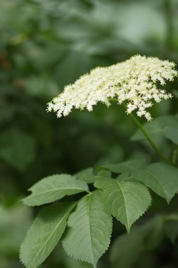 Büyük, yeşil fox bir Botanik Bahçesi, çiçekli yaşlı, şifalı durum tespiti, sağlık, beyaz küçük çiçekler üzerinde yeşil bir arka plan kopya alanı, bir Bush, beyaz çiçekler içinde bahçe bahar