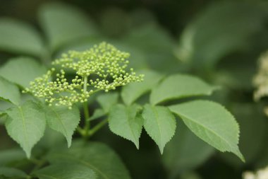 Büyük, yeşil fox bir Botanik Bahçesi, çiçekli yaşlı, şifalı durum tespiti, sağlık, beyaz küçük çiçekler üzerinde yeşil bir arka plan kopya alanı, bir Bush, beyaz çiçekler içinde bahçe bahar