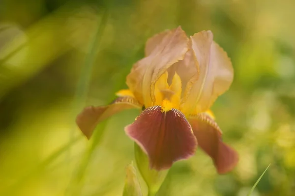 Flores Primavera Iris Amarillos Jardín Flores Color Burdeos Sobre Fondo — Foto de Stock