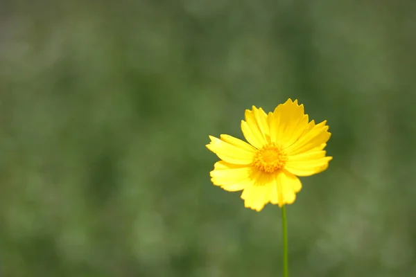 Flores Primavera Flores Amarillas Jardín Flores Brillantes Sobre Fondo Verde — Foto de Stock