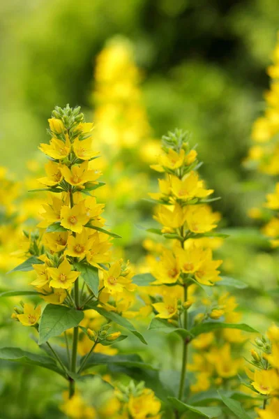 Flores Primavera Flores Amarelas Jardim Flores Brilhantes Fundo Verde Branco — Fotografia de Stock