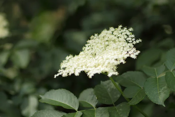 Holunder Grünfuchs Botanischen Garten Weiße Blüten Strauch Blühender Holunder Heilfleiß — Stockfoto