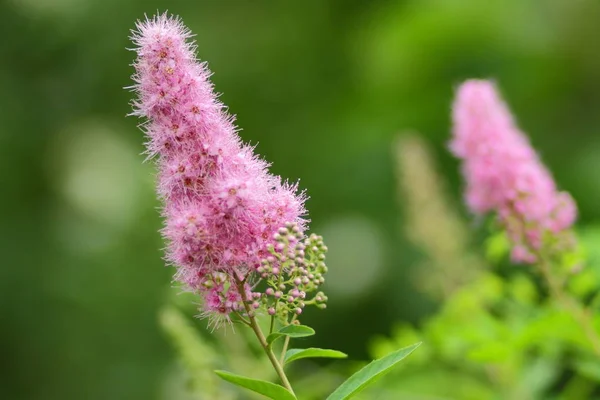 Pink flowers, flower pattern, blank for the designer, botanical garden in summer, a blooming meadow in the park, pink flowers for the postcard, minimalism, many small flowers, pink color