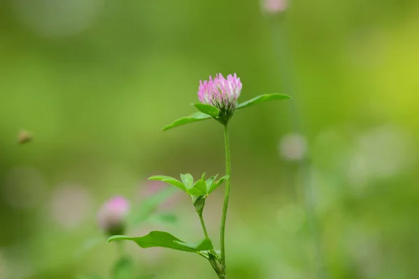 Pink flowers, flower pattern, blank for the designer, botanical garden in summer, a blooming meadow in the park, pink flowers for the postcard, minimalism, many small flowers, pink color