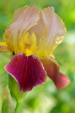 Süsen, bahar çiçekleri, çiçek bir botanik bahçesi içinde bir tasarımcı, bir yeşil arka plan, Minimalizm, pop art, turuncu yaprakları için boş alanı Kopyala