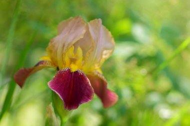 Süsen, bahar çiçekleri, çiçek bir botanik bahçesi içinde bir tasarımcı, bir yeşil arka plan, Minimalizm, pop art, turuncu yaprakları için boş alanı Kopyala