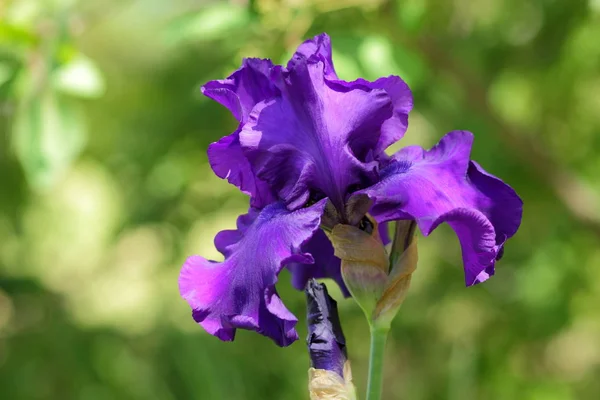Iris Vårblommor Lila Iris Blommor Botaniska Trädgården Tomt För Designer — Stockfoto