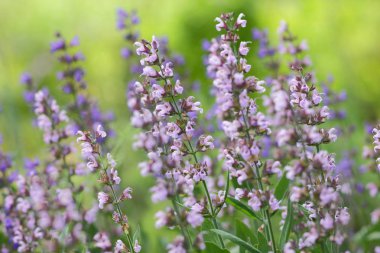 Eflatun mor çiçekler, çiçek deseni, tasarımcı, Botanik Bahçesi yaz aylarında, parkta, çiçek açan bir çayırda için boş vahşi çiçekler kartpostal, retro tarzı, birçok küçük çiçekler, ultraviyole, sanat için