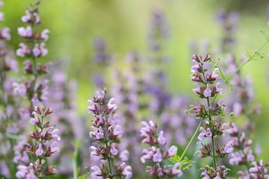 Eflatun mor çiçekler, çiçek deseni, tasarımcı, Botanik Bahçesi yaz aylarında, parkta, çiçek açan bir çayırda için boş vahşi çiçekler kartpostal, retro tarzı, birçok küçük çiçekler, ultraviyole, sanat için
