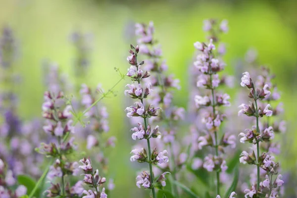 Flores Púrpuras Patrón Flores Blanco Para Diseñador Jardín Botánico Verano — Foto de Stock