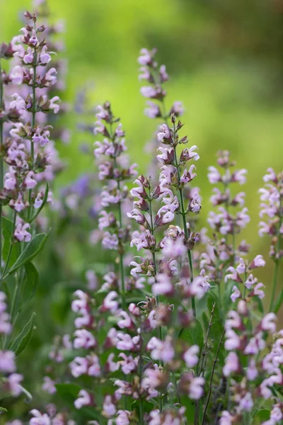 Flores Púrpuras Patrón Flores Blanco Para Diseñador Jardín Botánico Verano — Foto de Stock