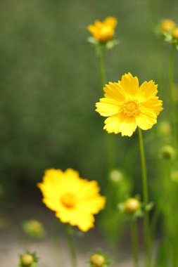 Yeşil bir arka planda, bir tasarımcı, güzel minimalist çiçekler, sanat, Botanik Bahçesi bahar için boş çiçekler, sarı çiçek Bahçe, parlak çiçekler, bahar