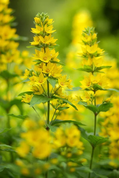 Lente Bloemen Gele Bloemen Tuin Heldere Bloemen Een Groene Achtergrond — Stockfoto