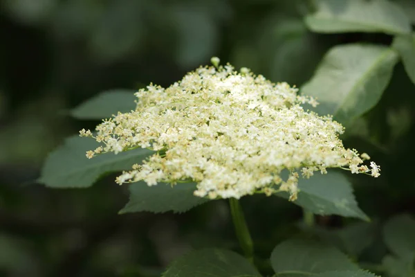 Elder Green Fox Botanical Garden White Flowers Bush Flowering Elder — Stock Photo, Image