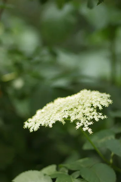 Holunder Grünfuchs Botanischen Garten Weiße Blüten Strauch Blühender Holunder Heilfleiß — Stockfoto